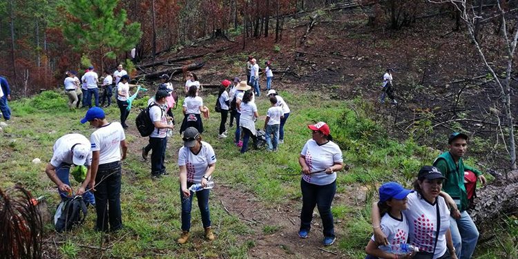 Siembra más de 1,000 árboles en el Parque Nacional La Tigra