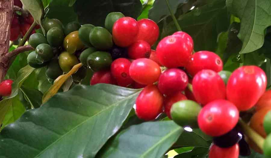 Café deja $228.5 millones más en divisas esta cosecha